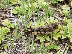 Bryodemella tuberculata