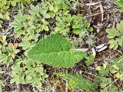 Phlomoides tuberosa
