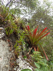 Tillandsia complanata