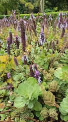 Coleus neochilus