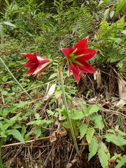 Hippeastrum machupijchense