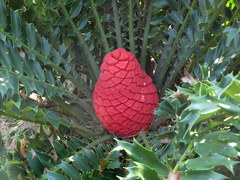 Encephalartos ferox