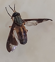 Chrysops macquarti