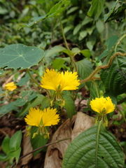 Tropaeolum peregrinum