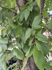 Ulmus