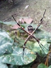 Argiope argentata