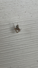 Parasteatoda tepidariorum