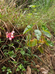 Begonia bracteosa