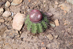 Melocactus oreas