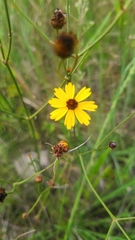 Coreopsis linifolia