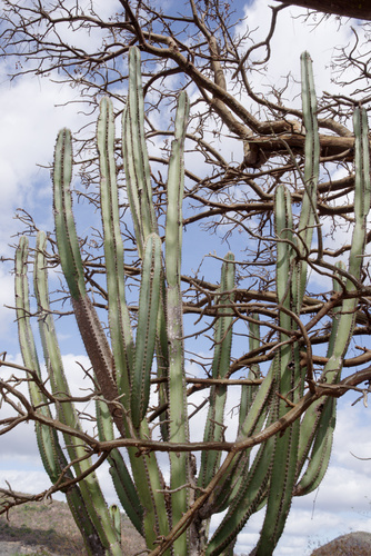 Pilosocereus catingicola ssp. catingicola