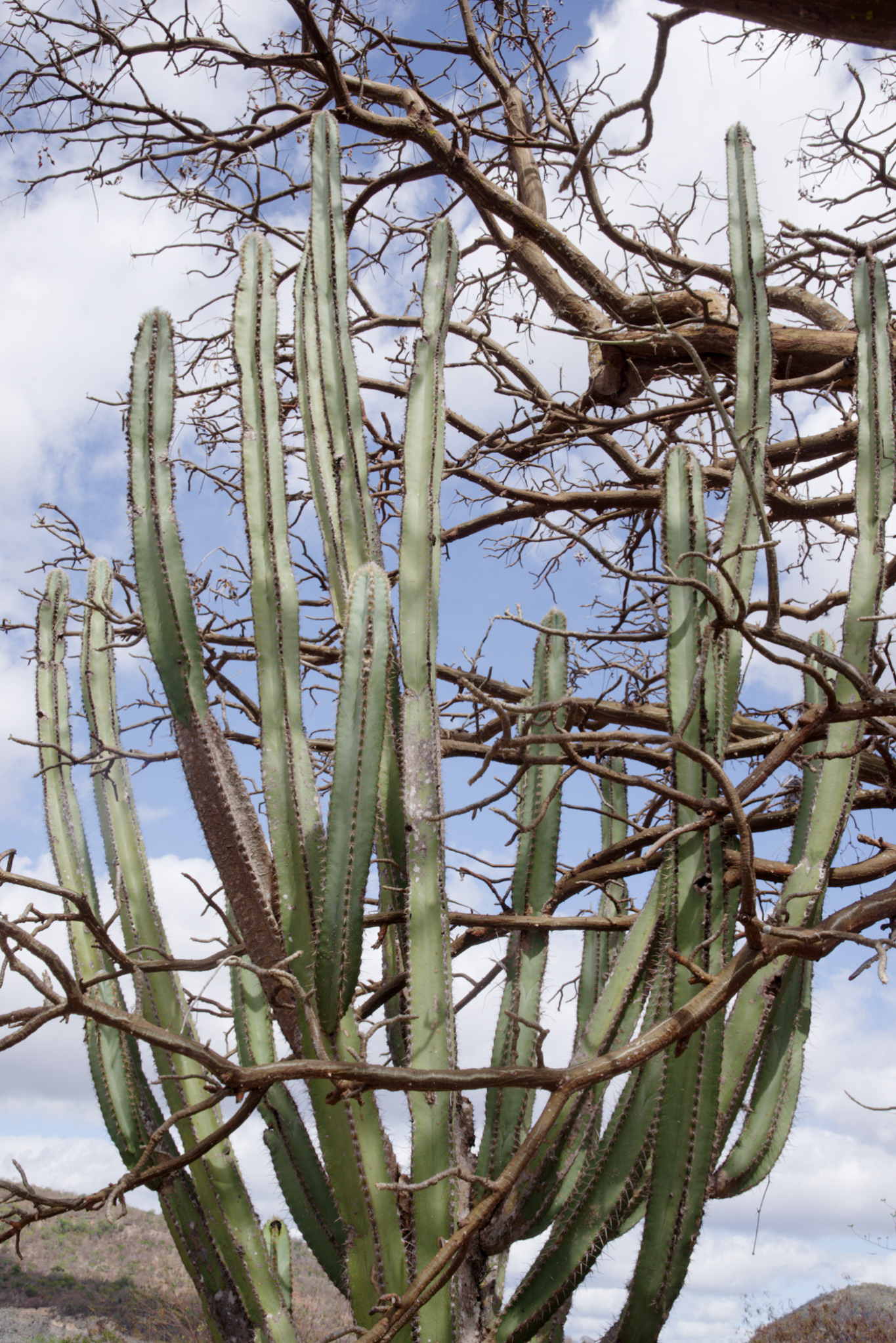 Pilosocereus catingicola ssp. catingicola