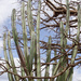 Pilosocereus catingicola catingicola - Photo (c) Martin Lowry, some rights reserved (CC BY-NC), uploaded by Martin Lowry