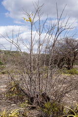 Pereskia bahiensis