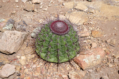 Melocactus ernestii
