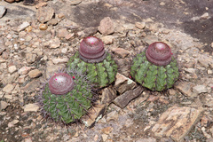 Melocactus oreas