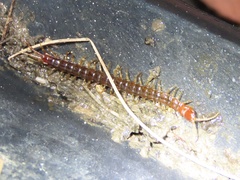 Scolopocryptops nigridius