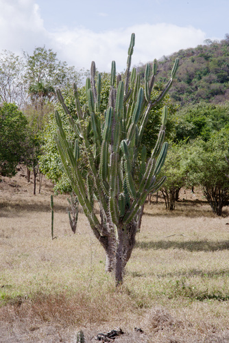 Cereus jamacaru