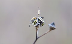 Anthidium loti