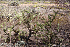 Tacinga palmadora