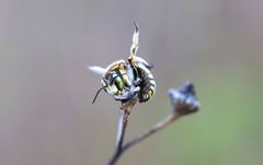 Anthidium loti