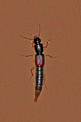 Pinophilus