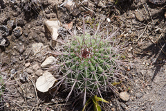 Melocactus ernestii