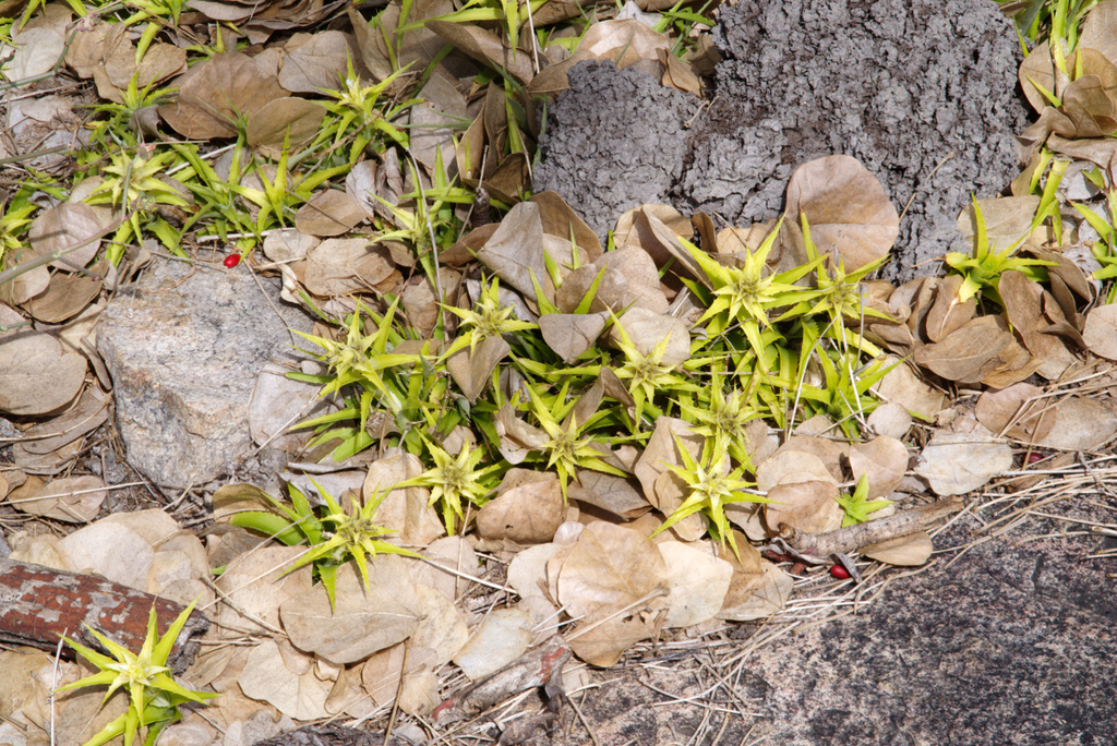 Orthophytum saxicola