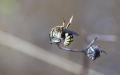 Anthidium loti
