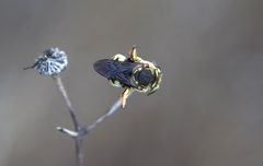Anthidium loti