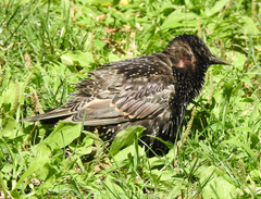 Sturnus vulgaris