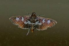 Desmia subdivisalis