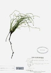 Media resource of Equisetum scirpoides