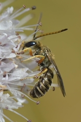 Halictus tumulorum