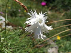 Dianthus plumarius praecox