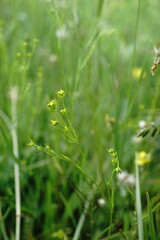 Bupleurum gerardi