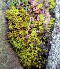 Trichostomum brachydontium