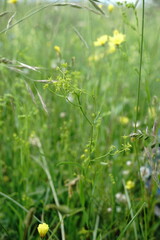 Bupleurum gerardi
