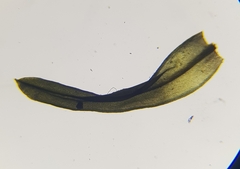 Trichostomum brachydontium