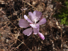 Clarkia dudleyana
