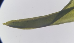 Trichostomum brachydontium