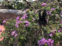 Mimoides thymbraeus aconophos