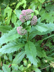 Hylotelephium telephium fabaria
