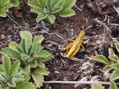 Chorthippus hammarstroemi