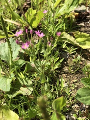 Centaurium pulchellum