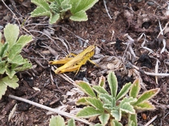 Chorthippus hammarstroemi