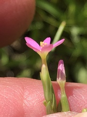 Centaurium pulchellum