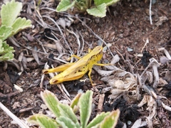 Chorthippus hammarstroemi