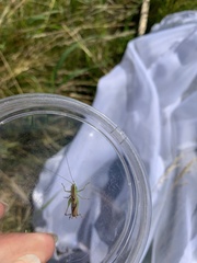 Conocephalus saltans