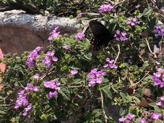 Mimoides thymbraeus aconophos